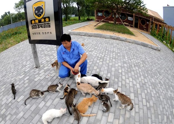 鼠患肆虐　公司養近50隻貓咪守糧倉