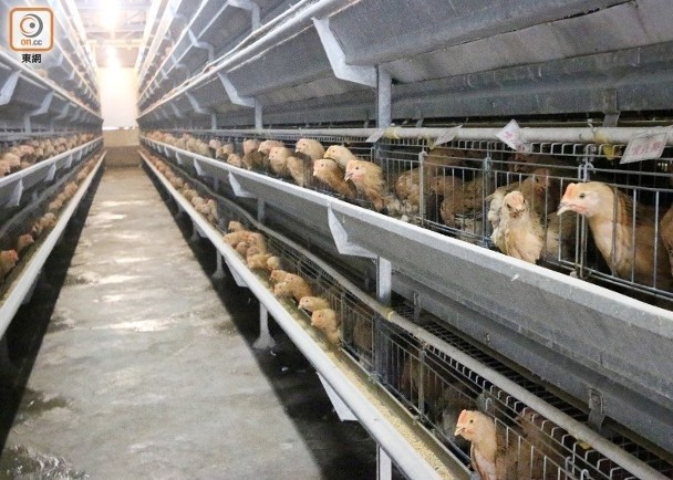 加拿大及法國爆高致病性H5N1禽流感　疫區禽產品禁輸港
