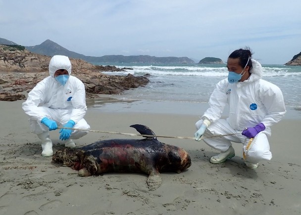 西貢西灣江豚擱淺屍身嚴重腐爛　屬本年第22宗個案