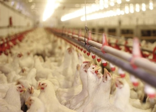 美國Rockingham縣爆H5N1禽流感　港停進口禽產品