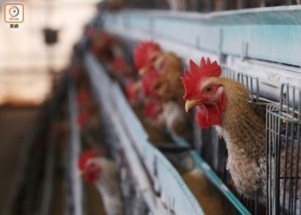 匈牙利爆高致病性H5N1　港暫停進口禽肉及禽類產品