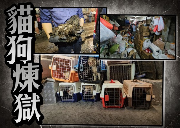 廟街糧油倉逾40貓狗疑受虐　父子涉案被捕