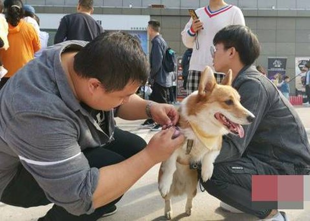 家犬咬傷主人　長沙現瘋狗症死亡個案