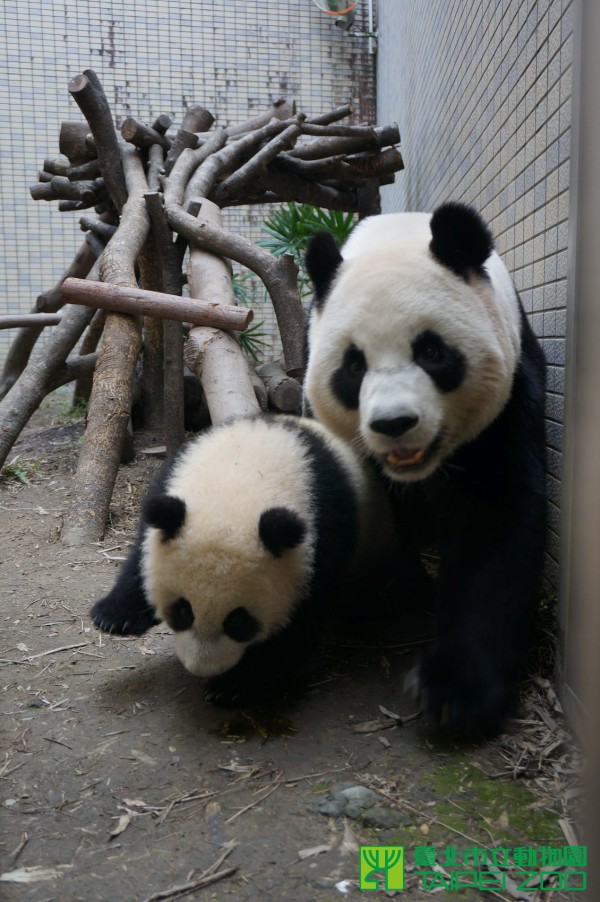 今天大年初二，圓仔回娘家陪媽媽。　(台北市動物園)