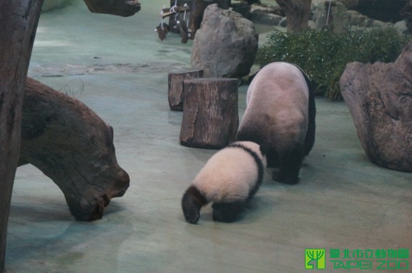 媽媽去哪兒，圓仔就去哪兒。　(台北市動物園)