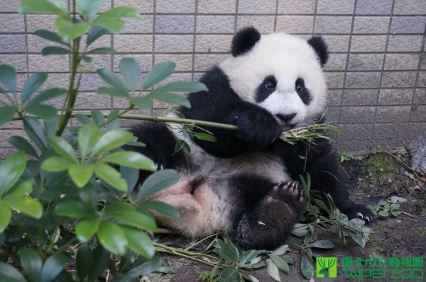 圓仔今天210天大，按照習俗是虛歲兩歲了。　(台北市動物園)