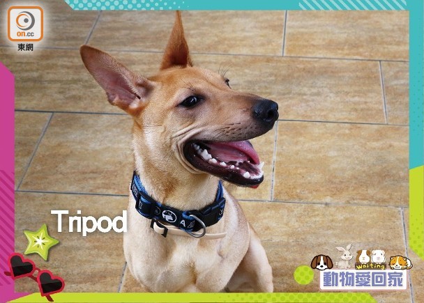 動物愛回家 唐狗 Tripod 即時新聞 繽fun星網 On Cc東網