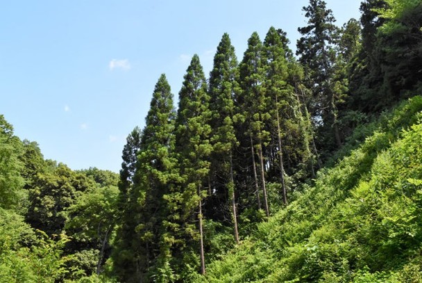 花粉症患者福音鳥取縣成功種出優質無花粉柳杉 即時新聞 亞歐非 On Cc東網