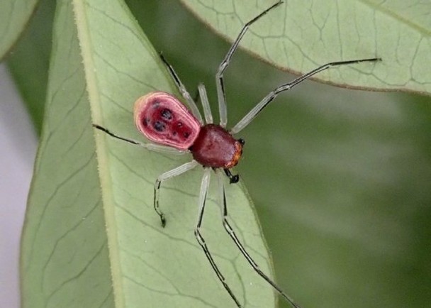 科學家發現新蜘蛛品種　名為「先導板蟹蛛」 Bkn-20190616035514995-0616_00952_001_02p