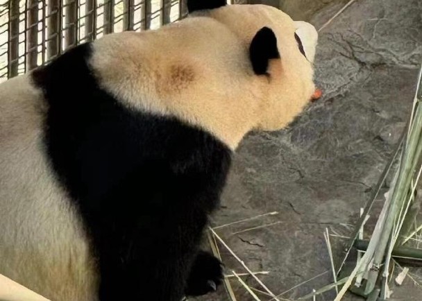 傳付款可接觸大熊貓　官方否認兼報案