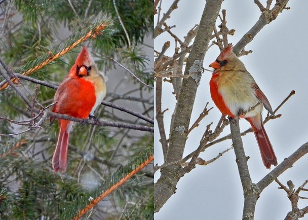 半紅半棕紅衣鳳頭鳥雌雄同體難得一見 即時新聞 國際 On Cc東網