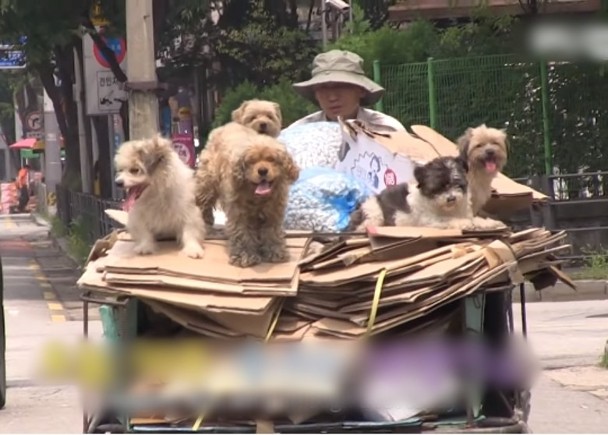 善心和尚收養11流浪犬成群跟車執紙皮 即時新聞 國際 On Cc東網