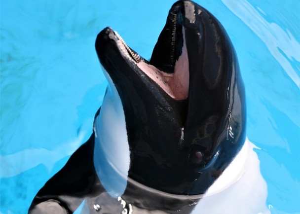 仙台花斑喙头海豚　31岁高龄有望产崽