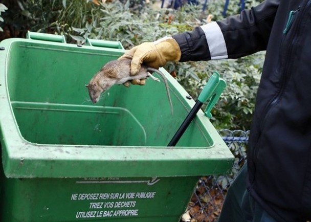 巴黎奧運展開　當局稱已處理鼠患
