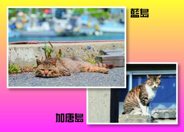 日本貓day 貓島玩貓秘技 即時新聞 生活 On Cc東網