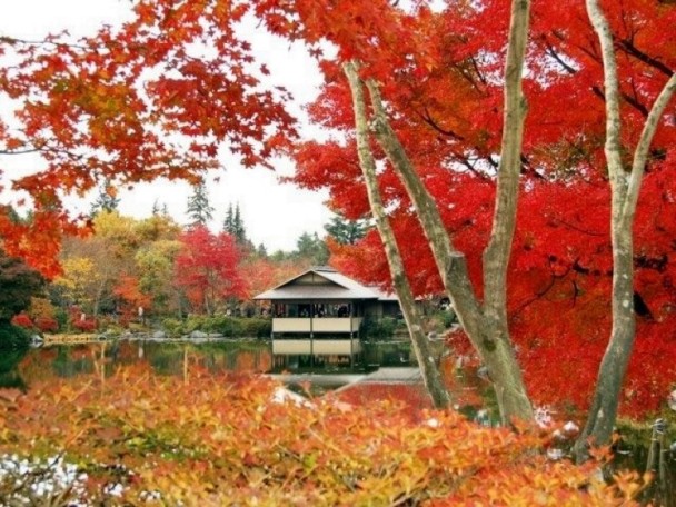 國營昭和記念公園紅黃葉齊齊祭 即時新聞 生活 On Cc東網