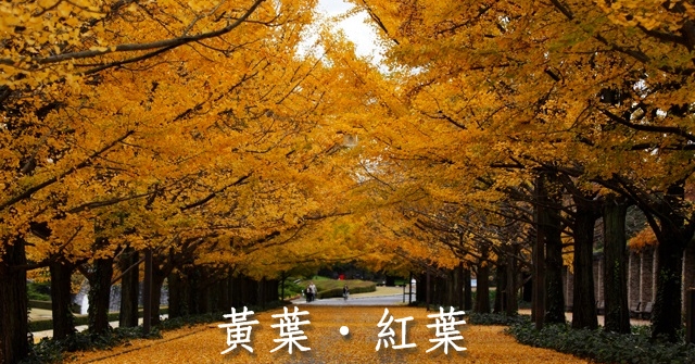 國營昭和記念公園紅黃葉齊齊祭 即時新聞 生活 On Cc東網