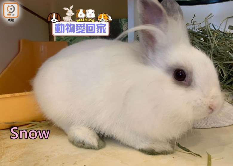 動物愛回家 獅子兔snow 即時新聞 生活 On Cc東網