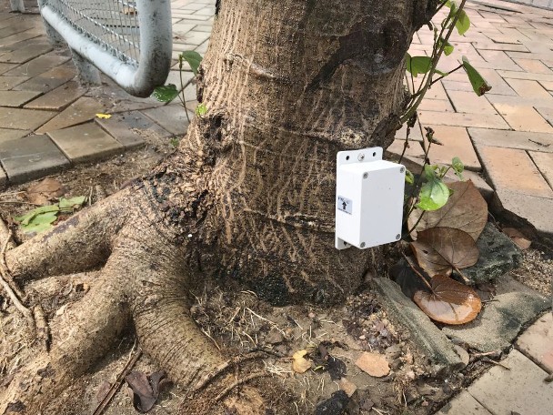 8000棵樹裝傳感器　有倒塌風險即發提示 Bkn-20190616113856439-0616_00822_001_02p