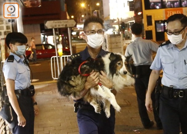 灣仔3犬遭狠心狗主遺棄走廊斷水斷糧無力行 即時新聞 港澳 On Cc東網