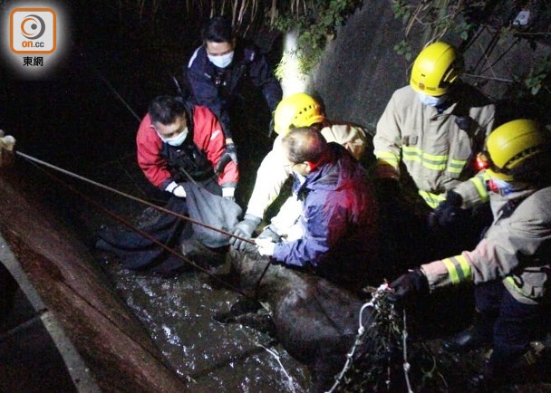 流浪牛墮大橋村引水道消防救起重返大自然 即時新聞 港澳 On Cc東網