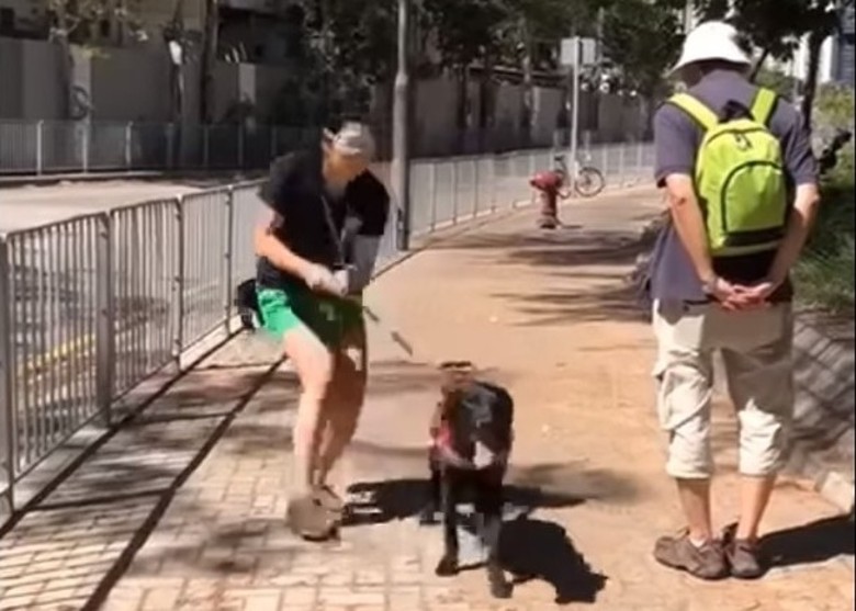 導盲犬受訓遭強行拉扯網民怒轟行徑如虐待 即時新聞 港澳 On Cc東網