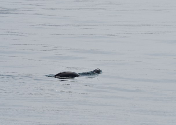 南大嶼海岸公園刊憲少宣傳　學者斥「被動保育海豚」