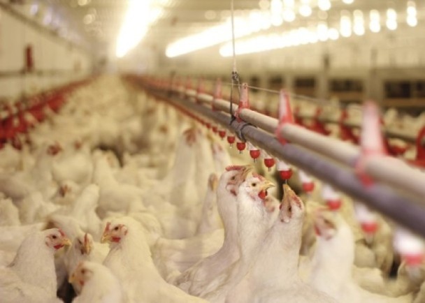 南非美國日本爆高致病性禽流感　疫區禽產品禁輸港
