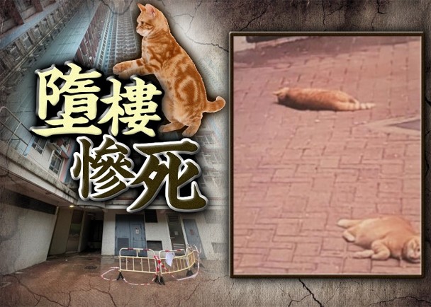 慈樂邨兩貓疑墮樓亡　女貓主涉殘酷對待動物被捕