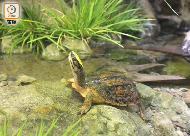 淡水龜遭非法捕獵恐絕種　海洋公園展出近乎絕迹金錢龜