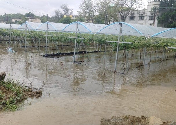 惡劣天氣大雨不斷　打鼓嶺農場水浸　農產品損失慘重