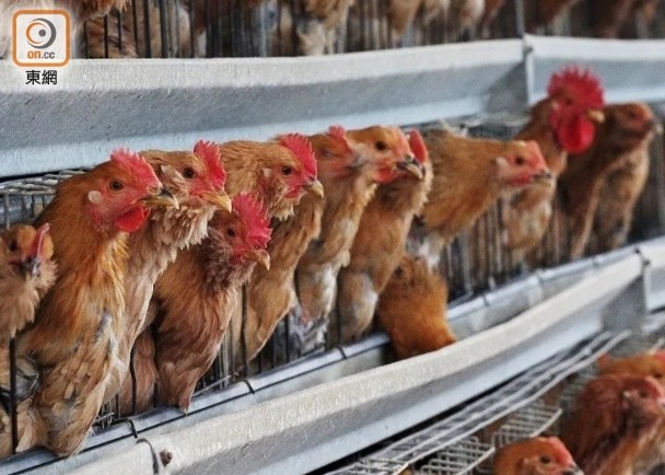 美國兩洲爆高致病性H5N1　港暫停進口禽類產品