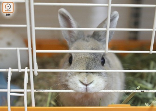 啟德商場周末辦寵物領養日　市民可親身接觸兔子及爬蟲類