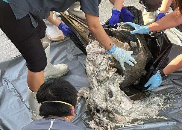清水灣檢海豚顱骨　今年第28宗個案