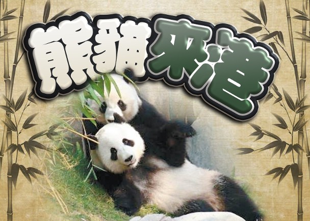 中央再次送贈一對大熊貓予香港　港府展開籌備工作