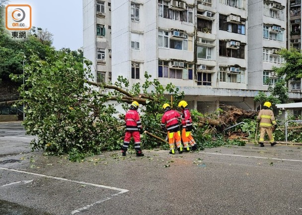 李鄭屋邨40呎高大樹塌下　阻塞行車線幸無人傷
