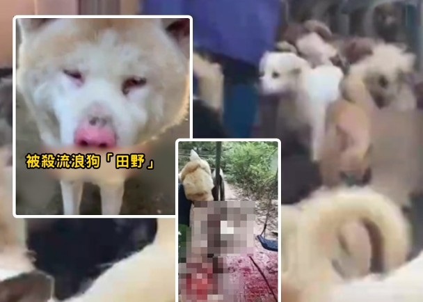 3男闖流浪動物救助基地　殺狗剝皮斬傷義工