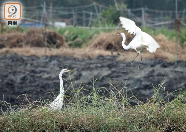 環境樣本驗出H5N1禽流感　米埔保護區已加強清潔消毒