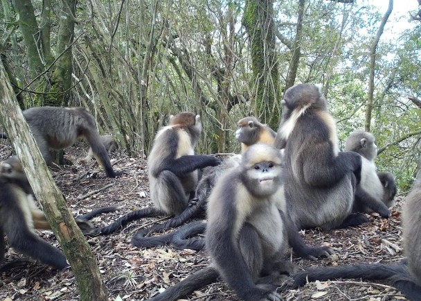 全省近200種陸生野生動物　紅外相機拍蹤影