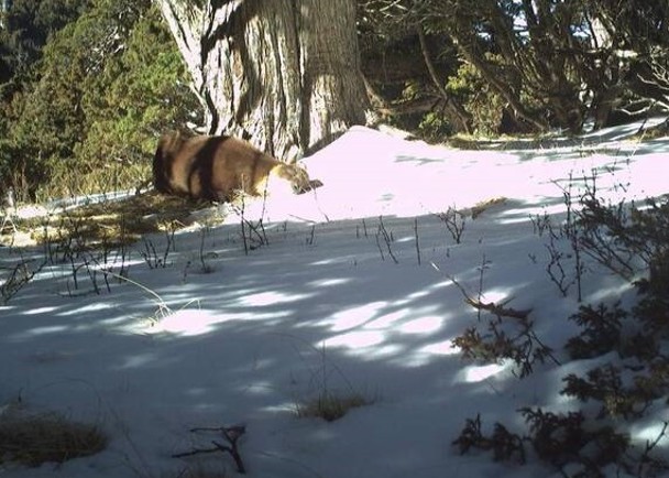 雪霸野生動物寫真　記錄保育物種蹤迹