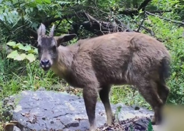 表兄妹捕捉受保護野生動物　判囚兩年獲緩刑