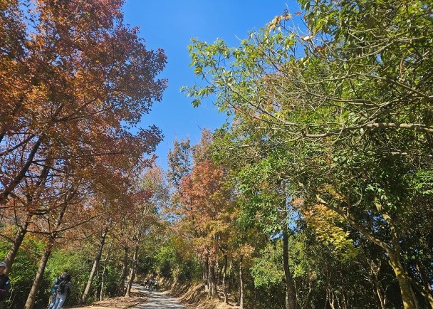 大棠楓香林紅葉「開始紅」　料聖誕前後踏入觀賞旺季