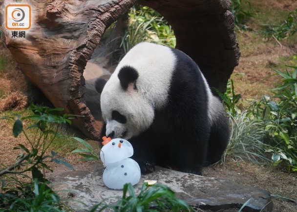 熊貓安安可可在港過首個聖誕　海洋公園特製聖誕卡雪人做禮物