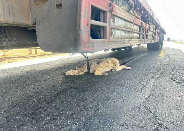 大貨車壓死網紅狼　公園籲遊客勿再投餵