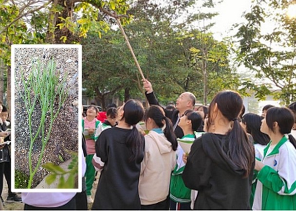 獲稱植物界活化石　雲浮首次發現松葉蕨