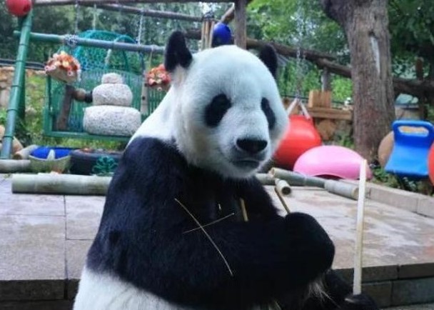 大熊貓身體衰老　動物園停發近況影片