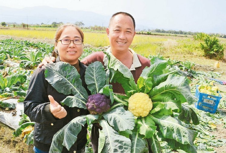 宜蘭農民種出紫色椰菜花具有花青素 即時新聞 台灣 On Cc東網