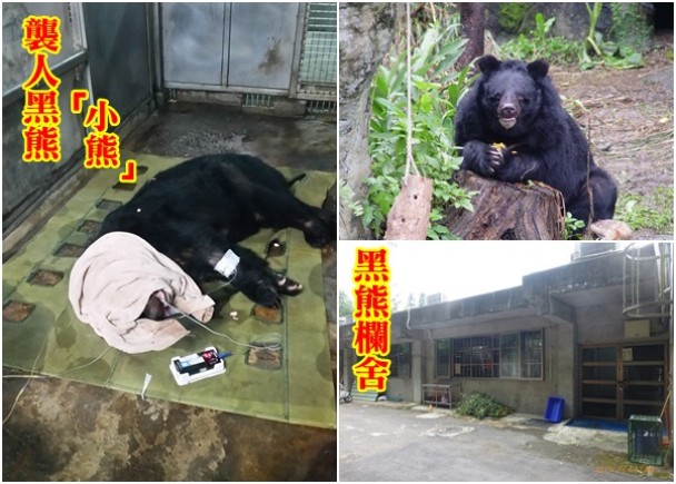 台北動物園飼育員開錯門致黑熊受驚施襲 即時新聞 台灣 On Cc東網